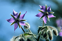 Borago officinalis